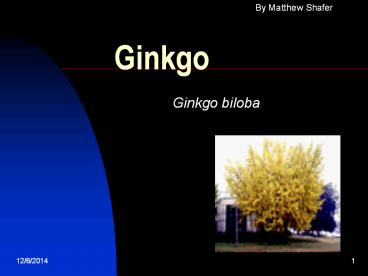 Ginkgo