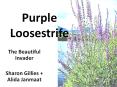 Purple Loosestrife PowerPoint PPT Presentation