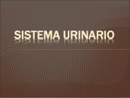 SISTEMA URINARIO