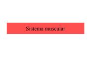 Sistema muscular