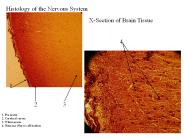 Histology of the Nervous System