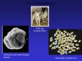 What is Biotechnology? PowerPoint PPT Presentation
