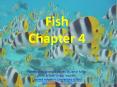 Fish Chapter 4    Powerpoint created PowerPoint PPT Presentation