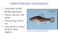 Aphredoderidae (pirateperch) PowerPoint PPT Presentation