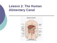 Lesson 2: The Human Alimentary Canal PowerPoint PPT Presentation