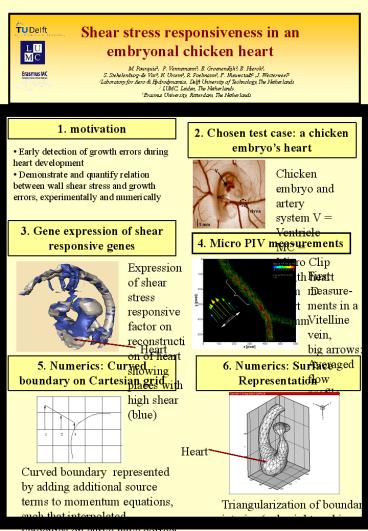 Shear stress responsiveness in an embryonal chicken heart
