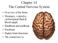 Chapter 14 The Central Nervous System PowerPoint PPT Presentation