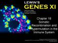 Chapter 18 Somatic Recombination and Hypermutation in the Immune System PowerPoint PPT Presentation