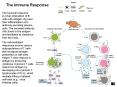 The humoral response involves interaction of B cells with antigen (Ag) and their differentiation into antibody-secreting plasma cells. The secreted antibody (Ab) binds to the antigen and facilitates its clearance from the body. PowerPoint PPT Presentation