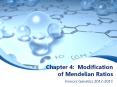 Chapter 4: Modification of Mendelian Ratios PowerPoint PPT Presentation