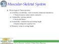 Muscular-Skeletal System PowerPoint PPT Presentation