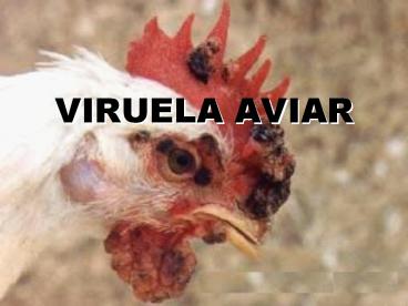 VIRUELA AVIAR
