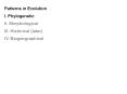 Patterns in Evolution PowerPoint PPT Presentation