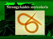 Strongyloides stercolaris