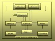 Patologia renal