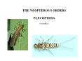 THE NEOPTEROUS ORDERS PowerPoint PPT Presentation