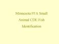 Minnesota FFA Small Animal CDE Fish PowerPoint PPT Presentation
