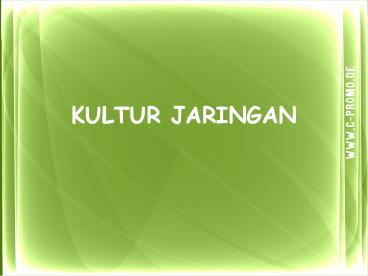 KULTUR JARINGAN