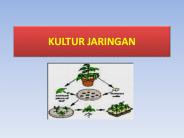 KULTUR JARINGAN