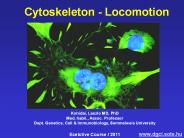 Cytoskeleton - Locomotion
