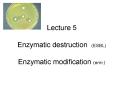 Lecture 5 Enzymatic destruction (ESBL) Enzymatic modification (erm ) PowerPoint PPT Presentation