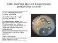 ESBL (Extended Spectrum Betalactamase) producerande bakterier PowerPoint PPT Presentation