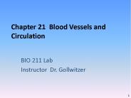 Chapter 21 Blood Vessels and Circulation
