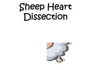 Sheep Heart Dissection