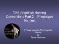 TAS Angelfish Naming Conventions Part 2  PowerPoint PPT Presentation