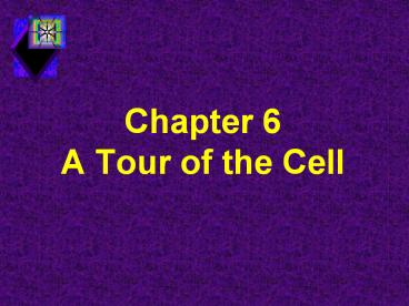 Chapter 6       A Tour of the Cell