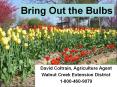 Bring Out the Bulbs PowerPoint PPT Presentation
