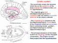 Limbic system PowerPoint PPT Presentation