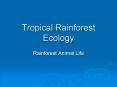 Tropical Rainforest Ecology PowerPoint PPT Presentation