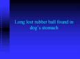 Long lost rubber ball found in dog PowerPoint PPT Presentation