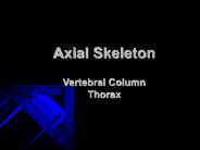 Axial Skeleton Vertebral Column Thorax