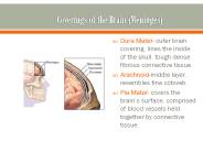 Coverings of the Brain (Meninges)