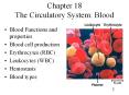 Chapter 18 The Circulatory System: Blood PowerPoint PPT Presentation