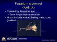 Fusarium crown rot (foot rot) PowerPoint PPT Presentation
