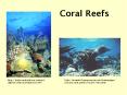 Coral Reefs PowerPoint PPT Presentation