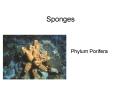 Sponges PowerPoint PPT Presentation
