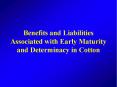 Benefits and Liabilities Associated with Early Maturity and Determinacy in Cotton PowerPoint PPT Presentation