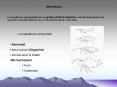 Diapositiva 1 PowerPoint PPT Presentation