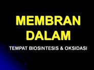 MEMBRAN DALAM