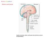 Sistem saraf pusat