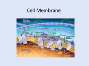 Cell Membrane