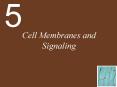 Cell Membranes and Signaling PowerPoint PPT Presentation