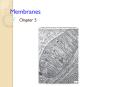 Membranes PowerPoint PPT Presentation