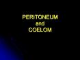 PERITONEUM and COELOM PowerPoint PPT Presentation