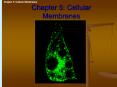 Chapter 5: Cellular Membranes PowerPoint PPT Presentation