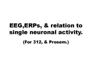 EEG,ERPs,